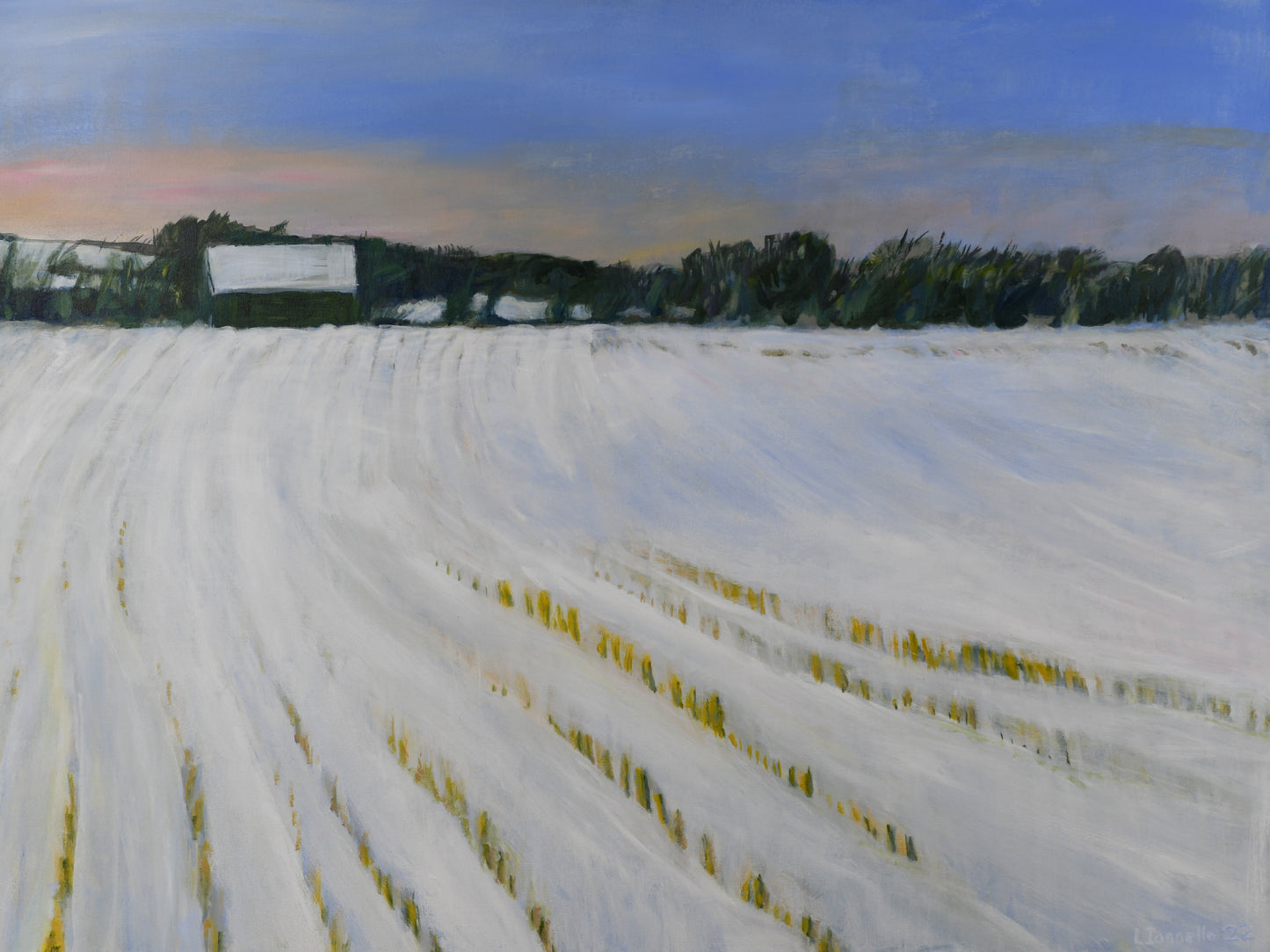 Corn Field in Winter