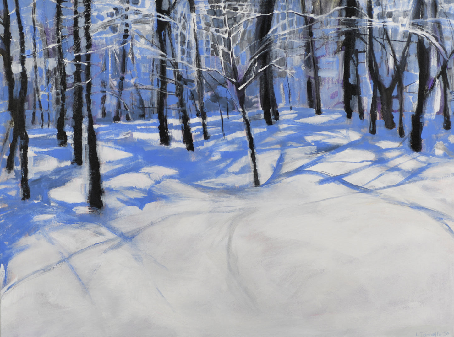 Winter Trees in Shadow